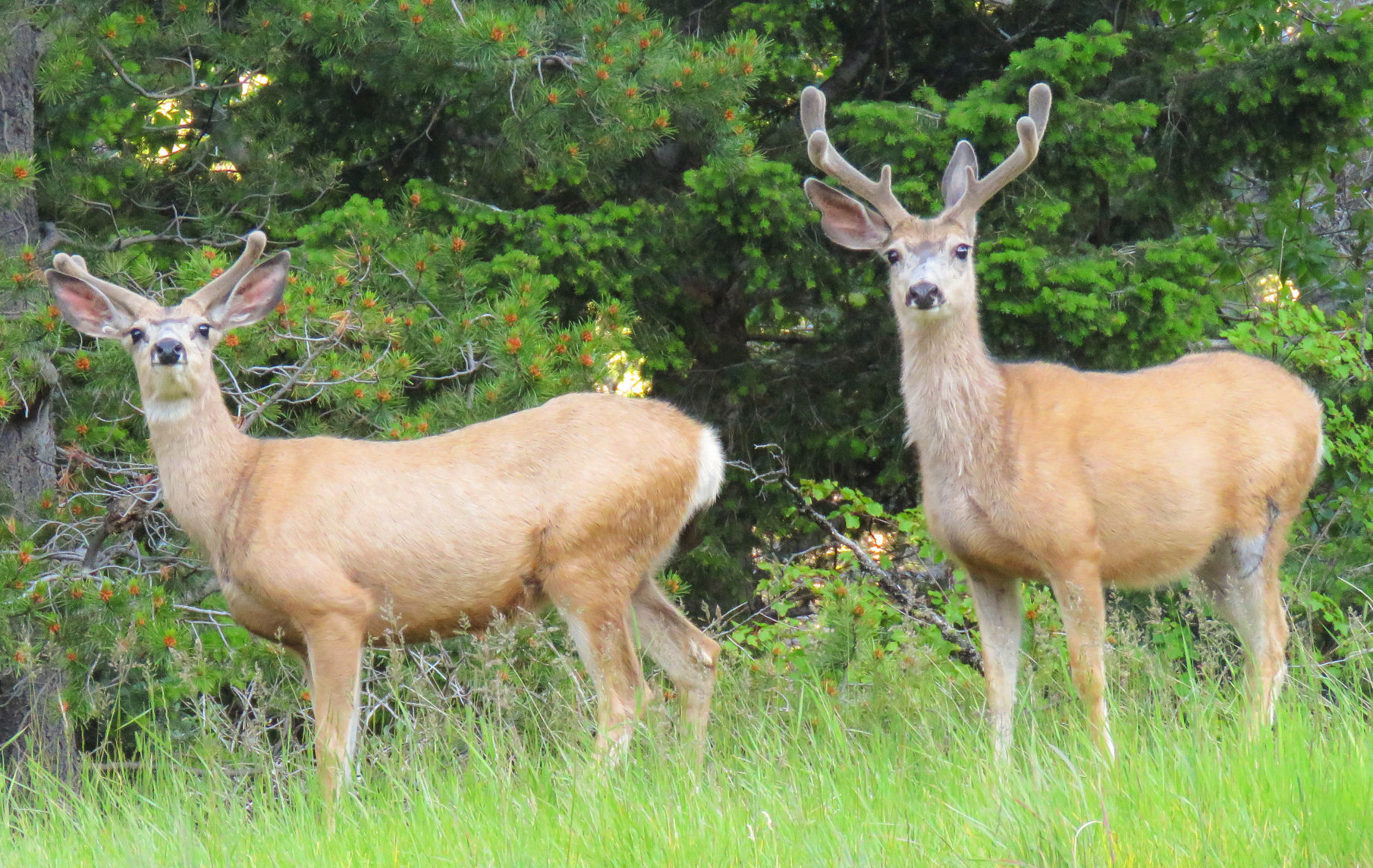 Buck velvet